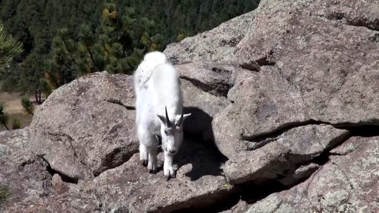 Best Time for Rocky Mountain Goat Watching