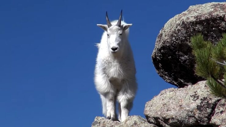 Rocky Mountain Goat Watching