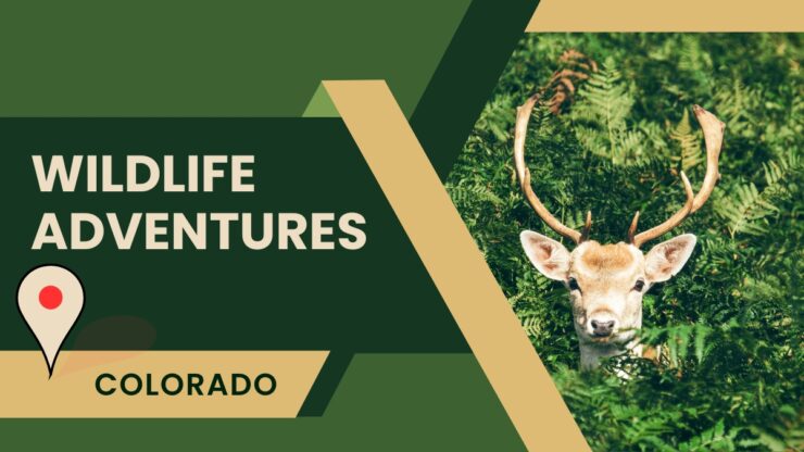 Wildlife Adventures Colorado