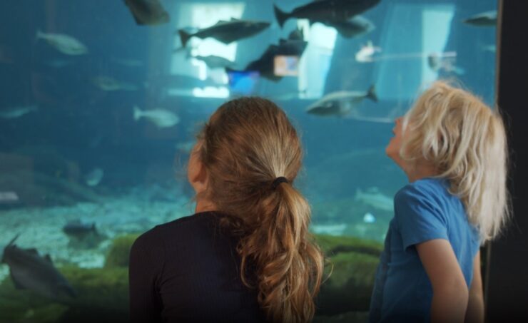 Aquariums & Zoos In Colorado - boy and girl watching fishes