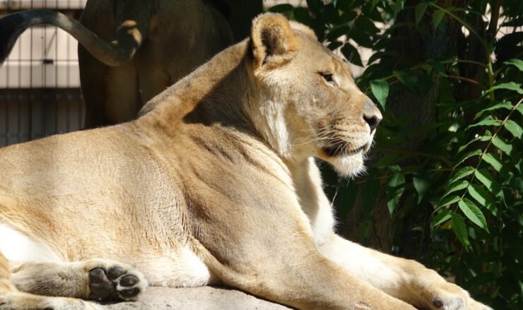A Lioness Staring Into The Distance And Laying In The Sun In Pueblo Zoo