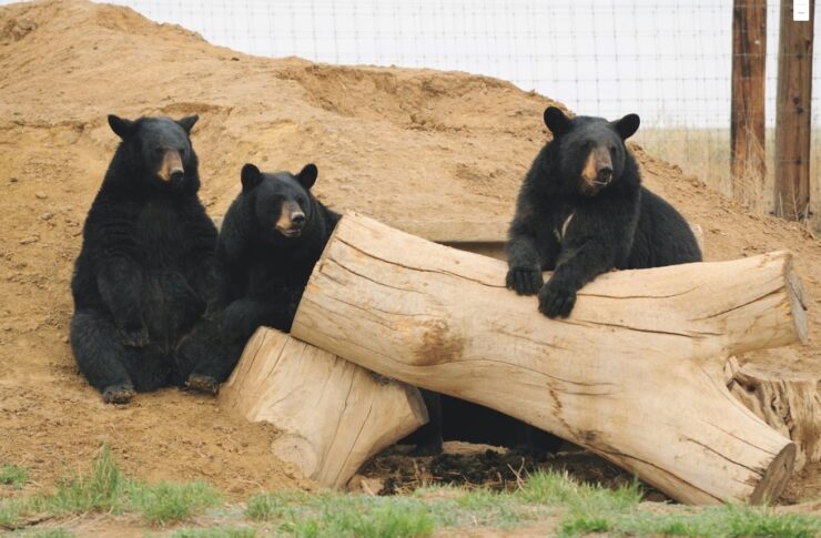 The Wild Animal Sanctuary Denver Three Bears Sitting Next To A Log