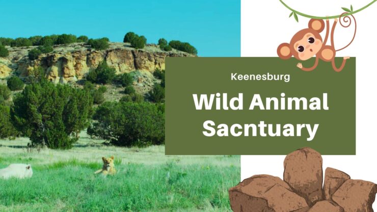 Wild Animals Sanctuary