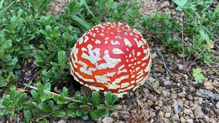 Mushroom on The Goose Creek Trail